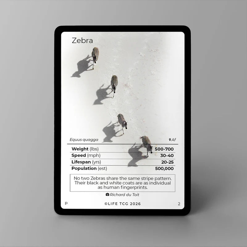 Zebra Photography Card