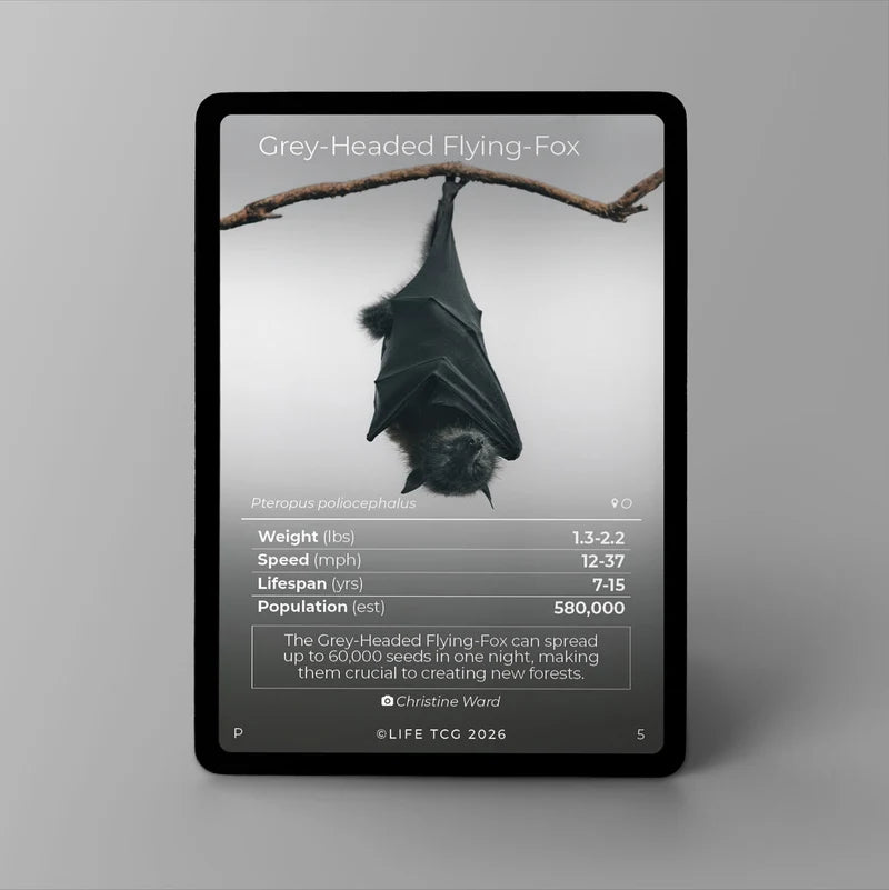 Life TCG Grey Headed Flying Fox kaart uit de Promo Series 2 met fotografie van Christine Ward - vooraanzicht