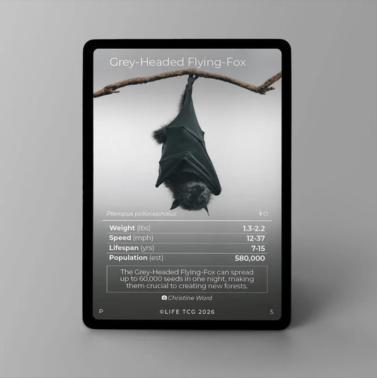 Life TCG Grey Headed Flying Fox kaart uit de Promo Series 2 met fotografie van Christine Ward - vooraanzicht