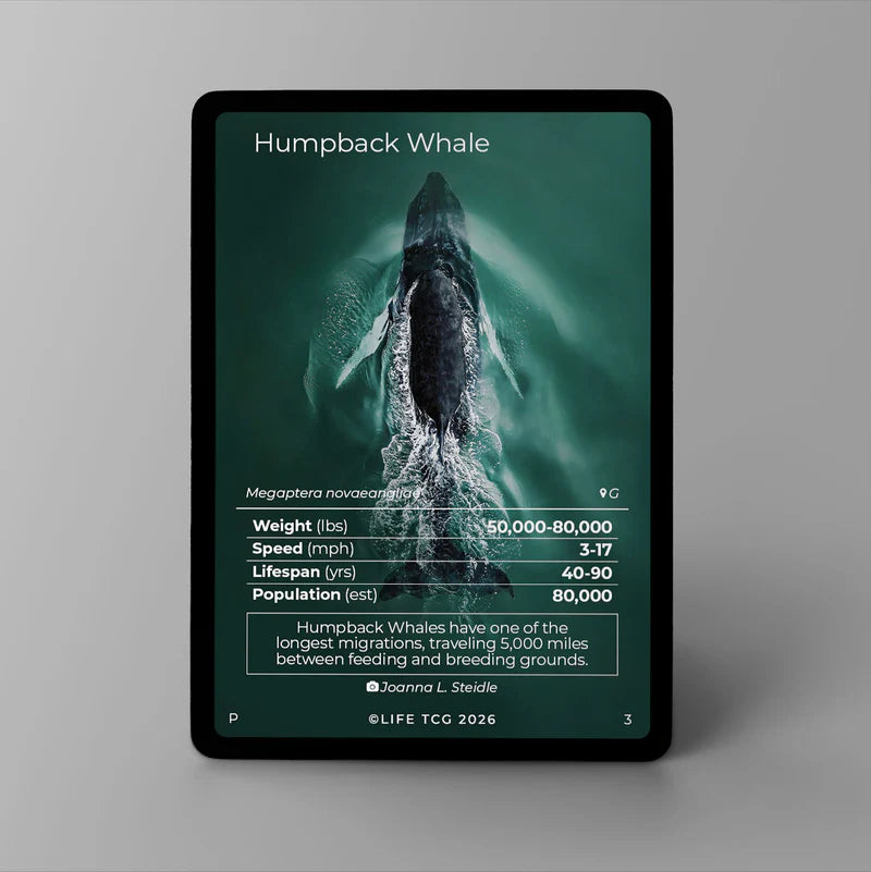 Close-up overzicht van het volledige bultrugwalvis artwork op de Life TCG Humpback Whale Photography promokaart.