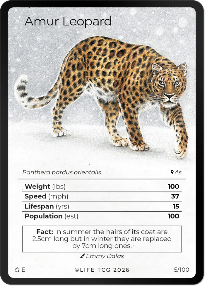 Detailoverzicht van de prachtige, zeldzame Amur Luipaard verzamelkaart uit de Mammals trading card game.